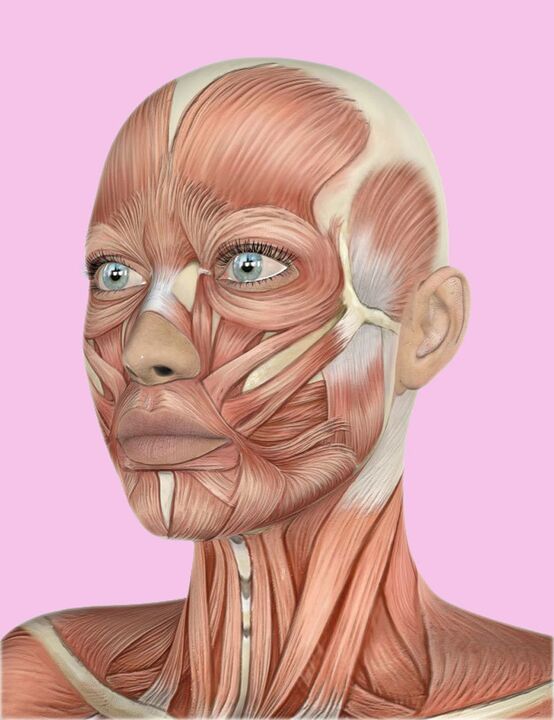 Telas de la cara humana